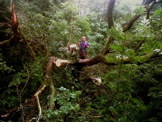 Tree felling and pruning in Cheshire