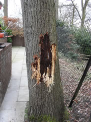 Tree work, Tree felling and Tree removal